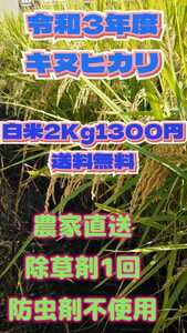 令和3年産新米キヌヒカリ白米2Kg1300円送料無料。除草剤１回 防虫剤不使用、体にやさしいお米ですo40121