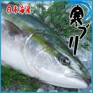 厳選仕入 活〆寒ブリ6-7kg 九州・日本海産 旬 ぶり 鰤　２尾