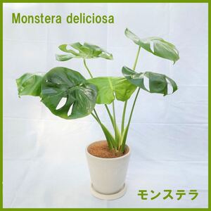観葉植物,モンステラ・デリシオサ,6寸タニーポット入り幻想的な葉濃いグリーン