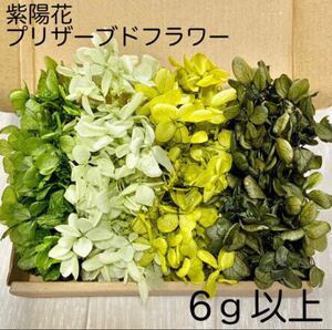 紫陽花 アジサイ グリーンセット プリザーブドフラワー ハーバリウム 大地農園 花材