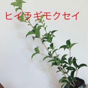 ヒイラギモクセイ 可愛い葉っぱ 苗木 鉢底〜53cmの大サイズ!耐寒◎ リース