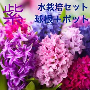 ヒヤシンス 水栽培セット 球根+ポット 紫色