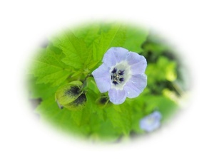 ヤフオク 黒ホオズキの中古品 新品 未使用品一覧 ヤフオク 黒ホオズキの中古品 新品 未使用品一覧