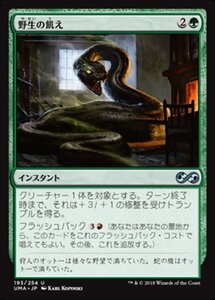 MTG ■緑/日本語版■ 《野生の飢え/Wild Hunger》★FOIL★ アルティメットマスターズ UMA