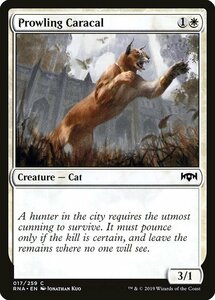 MTG ■白/英語版■ 《うろつくカラカル/Prowling Caracal》★FOIL★ ラヴニカの献身 RNA