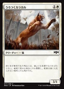 MTG ■白/日本語版■ 《うろつくカラカル/Prowling Caracal》ラヴニカの献身 RNA