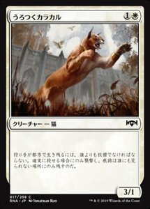 MTG ■白/日本語版■ 《うろつくカラカル/Prowling Caracal》★FOIL★ ラヴニカの献身 RNA