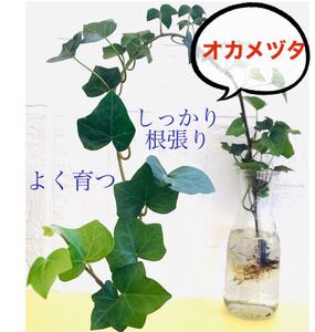 長〜いオカメヅタ(*^^*) しっかり根張り苗 よく育つ グランドカバーに 抜き苗