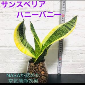 NASAが認めた空気清浄効果 サンスベリア ハニーバニー 抜き苗