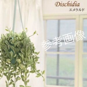 美しい斑入り ディスキディア エメラルド バリエガータ 抜き苗