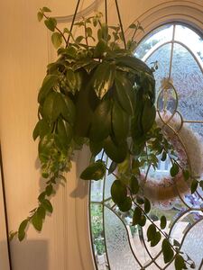 観葉植物 エスキナンサス ラディカンス 斑入り 抜き苗