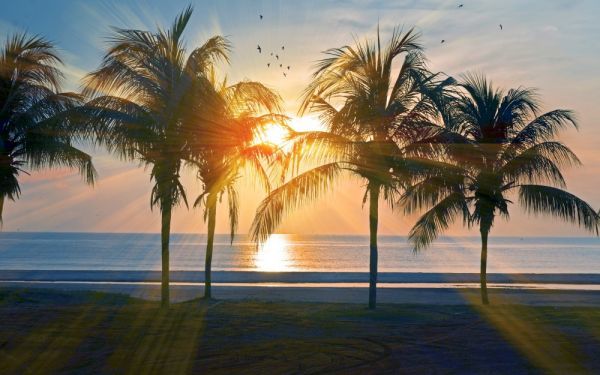 Hawaii Oahu Coucher de soleil et mer de palmiers au style de peinture papier peint poster extra large version 921 x 576 mm (type d'autocollant pelable) 014W1, imprimé, affiche, autres