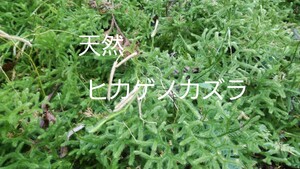 天然 ヒカゲノカズラ シダ植物 苔