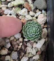 センペルビウム 巻絹 Sempervivum 多肉植物 1 カット 苗_画像2