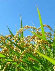 【新米！！】【送料安い！！】令和３年度 長野県産もち米（品種 モリモリモチ）、 白米 １０kg