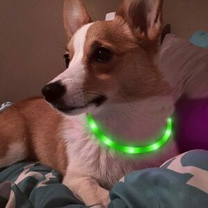 「b6j-a2」 犬用 光る首輪 充電式 散歩 犬 ライト LED アウトレット 小型犬 中型犬 大型犬 グリーン