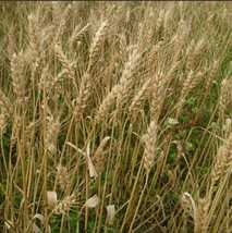 自然栽培小麦ブラン（ふすま粉）800g熊本県産_画像3