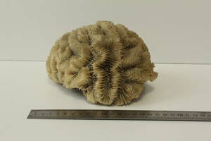珊瑚 サンゴ 化石 原木 縦　約120mm、幅　約180mm奥　約150mm　重量　約1150g 自然物 アート オブジェ ディスプレイ 鑑賞