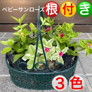 ☆安心の根付き3色セット☆ベビーサンローズ☆初心者向き☆