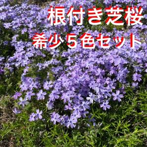 ☆根付き芝桜☆希少☆5色セット☆初心者向け
