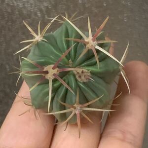サボテン 多肉植物 日の出丸
