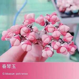 ●○多肉植物　ギバエウム　春琴玉（Gibbaeum petrense）の種　10粒○●