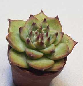 多肉植物 カット苗 桃太郎 モモタロウ エケベリア