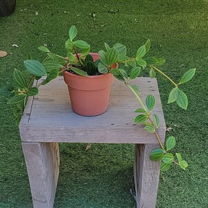 『ペペロミア・フェアリー』現品② 4号鉢植え 土付き抜き苗 多肉植物 観葉植物