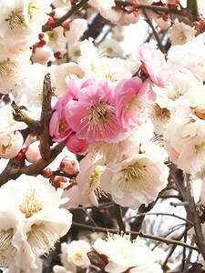 ♪★　花梅　品種 『思いのまま』　鉢　白、ピンク、淡いピンク、赤、絞りと咲分けます　 ♪♪　６号サイズ　　★♪