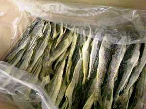 おつまみ　北海道　根室産 本乾こまい干1kg　氷下魚 普通サイズ　送料込み