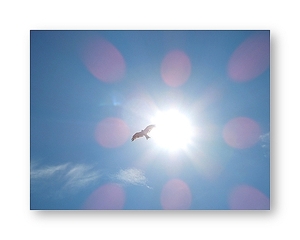 オリジナルフォトポストカード 2012/8/20　湘南の青空を舞う 鳶