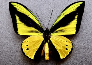 # foreign product butterfly specimen golaia -stroke li spring age is A-* PNG* west part mountains . production field collection goods (WS1)