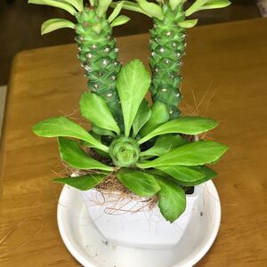 観葉植物 モンアデニューム