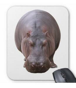  zoo. popular person, hippopotamus. mouse pad ( photo pad )