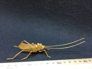 ヤフオク 昆虫 キリギリスの中古品 新品 未使用品一覧 ヤフオク 昆虫 キリギリスの中古品 新品 未使用品一覧