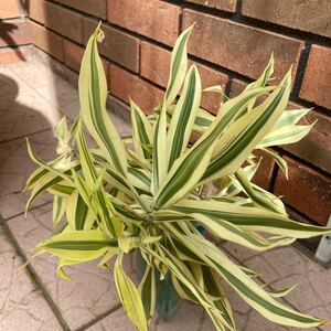希少★直射日光◎ドラセナ ソングオブインディア