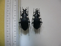 B106 オオオサムシ2頭大型　長崎県福江島産 昆虫　甲虫　標本_画像1