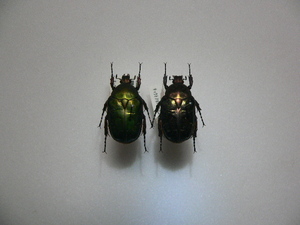 B137 キョウトアオハナ♂♀ コガネムシ・ハナムグリ類 和歌山県産 標本 昆虫 甲虫 標本 
