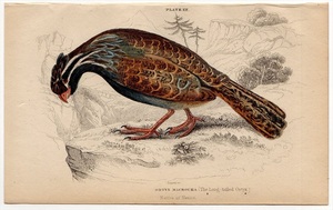 1840年 Jardine 手彩色 鋼版画 猟鳥 Pl.12 キジ科 ヒゲウズラ属 オナガウズラ ORTYX MACROURA 博物画