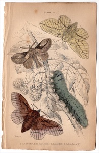 1836年 Jardine 手彩色 鋼版画 昆虫学 Pl.18 カレハガ科 ヨシカレハ アメリカヒメカレハ 幼虫 博物画