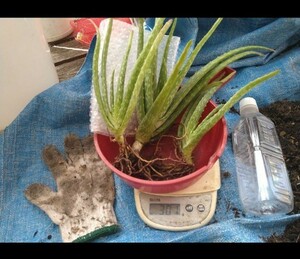 アロエベラ包材300g