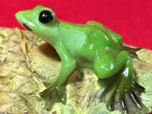 ヤフオク リアル 動物 雑貨の中古品 新品 未使用品一覧 ヤフオク リアル 動物 雑貨の中古品 新品 未使用品一覧