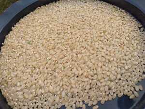 新米山口県山口市阿東米 コシヒカリ玄米約1キロ 有機肥料栽培 食味優先