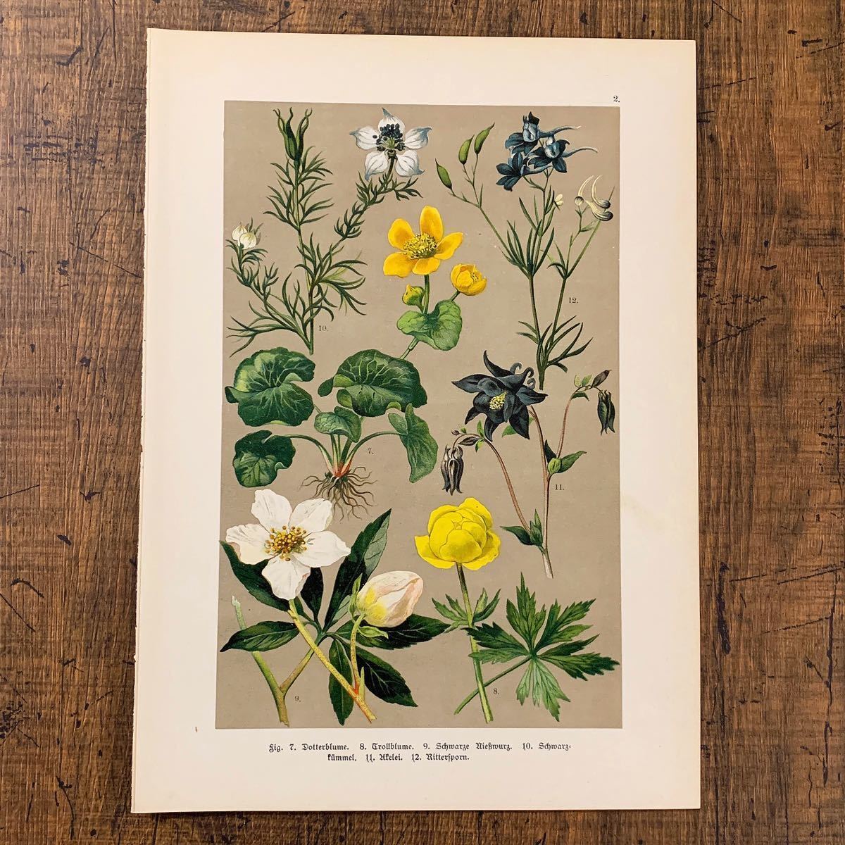 柔らかな質感の ドイツの古い植物図鑑 Krauterbuch 雰囲気 リトグラフ 花のイラスト 花の絵 植物図鑑 ヨーロッパ ヴィンテージ 1914年 アンティーク 洋書