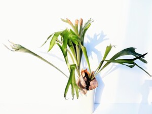 希少 コウモリラン ビカクシダ ネザーランド 鉢ごと発送 大株 観葉植物