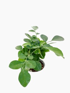 シルクジャスミン ゲッキツ ④ 月橘 観葉植物 多肉植物 バラ苗 山野草