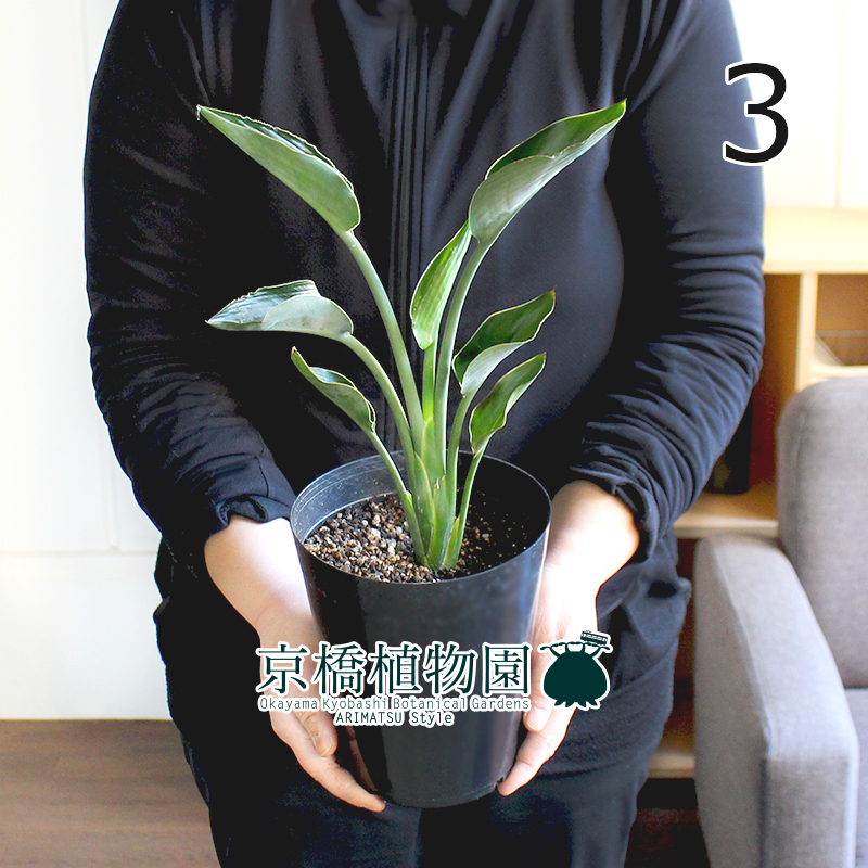 割引価格 人工観葉植物 光の楽園 ベンジャミンツリ?斑入り 1.6m
