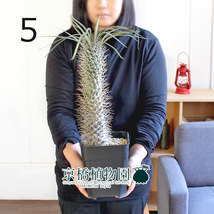 【現品】パキポディウム・ゲアイー 6号 黒角鉢（5）Pachypodium geayi_画像1