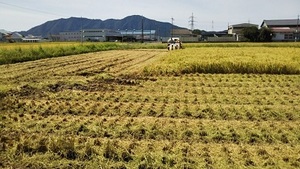 【令和3年産】新米 新潟県認証 特別栽培米 こがねもち(もち米) 玄米25kg
