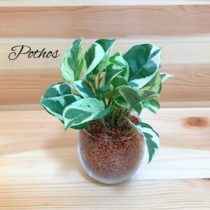 ポスト エンジョイ ハイドロカルチャー 観葉植物